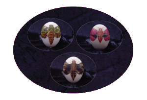 eier5p